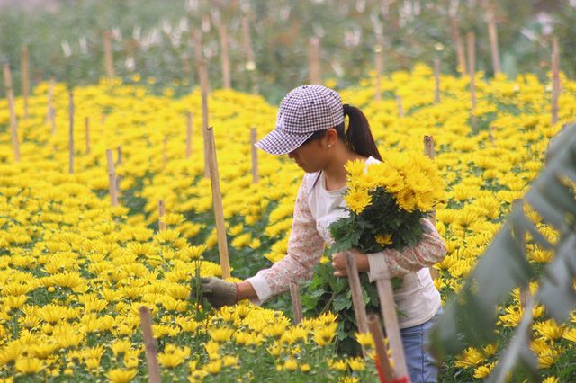 Cánh đồng hoa cúc nở rộ tại làng hoa Nghi Tàm