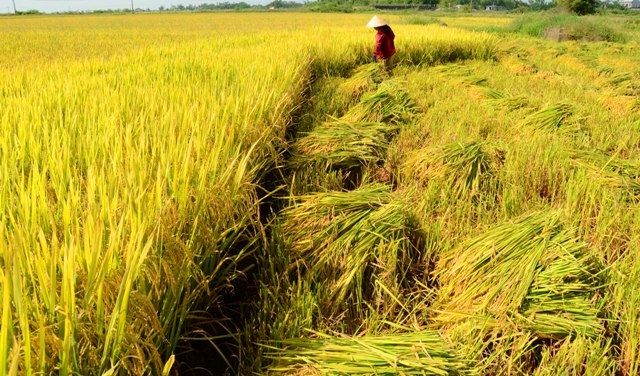 Hạt gạo ngày mùa