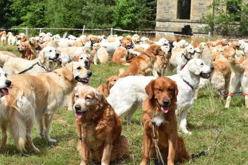 Lễ hội chó săn Golden Retriever