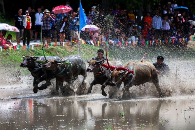 Lễ hội đua trâu ở tỉnh Chonburi (Tháng 10)