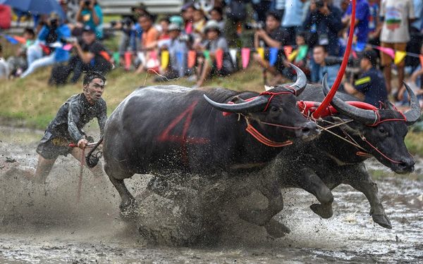 Lễ hội đua trâu ở tỉnh Chonburi (Tháng 10)