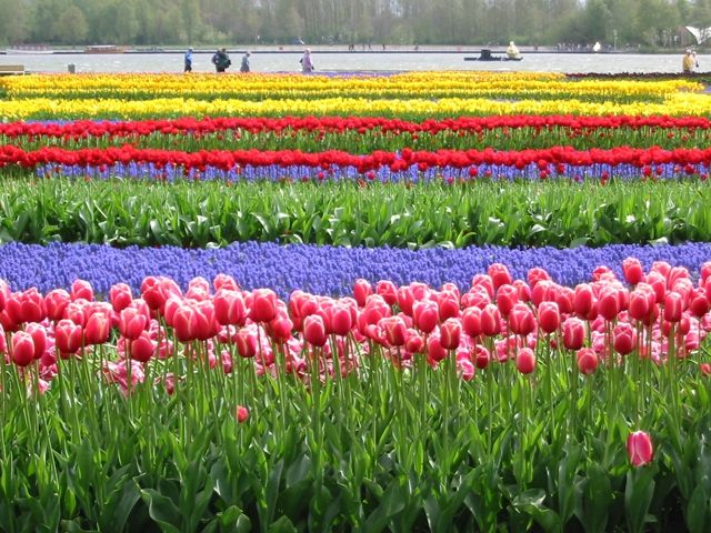 Lễ hội hoa Floriade, Hà Lan