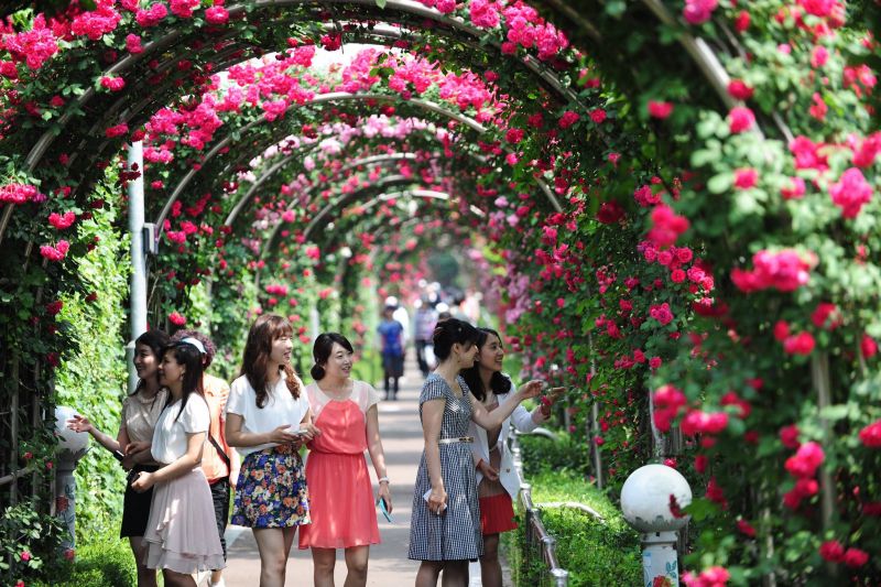 Lễ hội hoa hồng ở Hàn Quốc