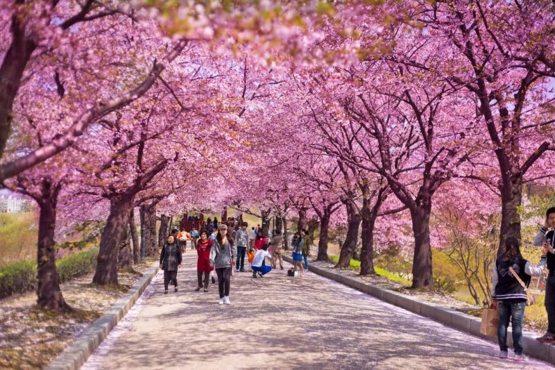 Lễ hội ngắm hoa anh đào, Nhật Bản