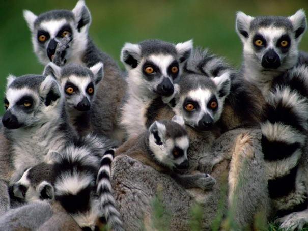 Lemur còn được gọi với một cái tên khác là vượn cáo đuôi vòng