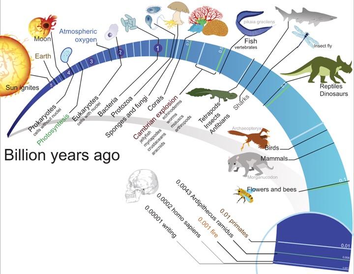 Lịch sử tiến hóa
