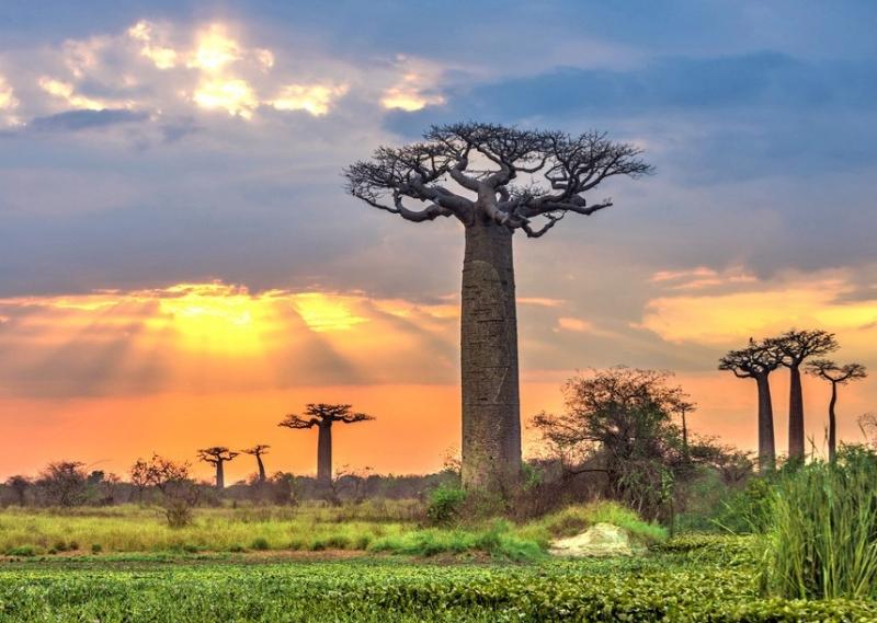 Cây Baobab hình ấm trà