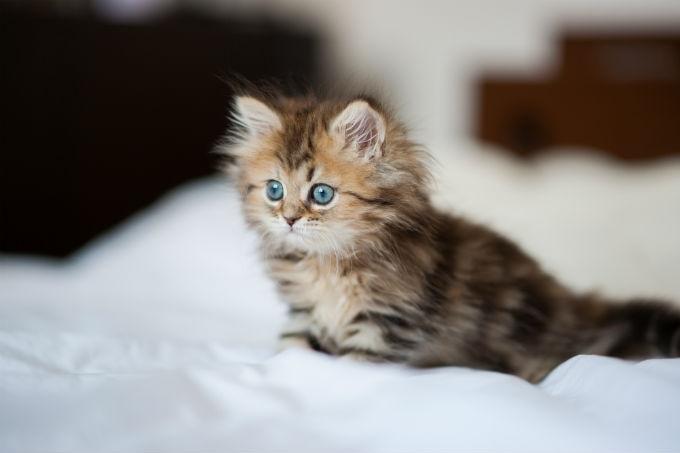 Mèo Ba Tư dễ thương, tinh nghịch