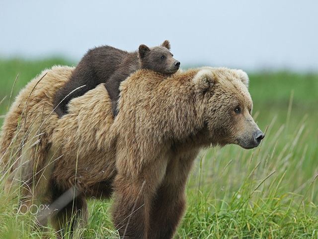 Loài gấu nâu cực nghiêm khắc khi dạy con
