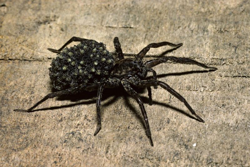 Loài nhện Nam Mỹ - Bảo vệ con bằng sự hung hăng tuyệt đối
