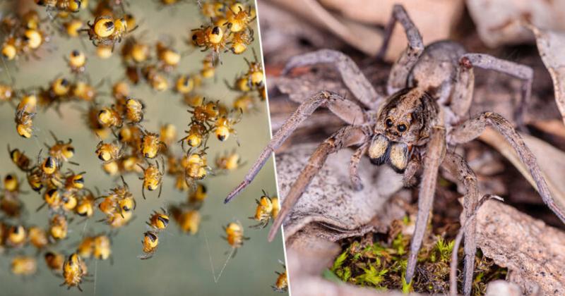 Loài nhện Nam Mỹ - Bảo vệ con bằng sự hung hăng tuyệt đối