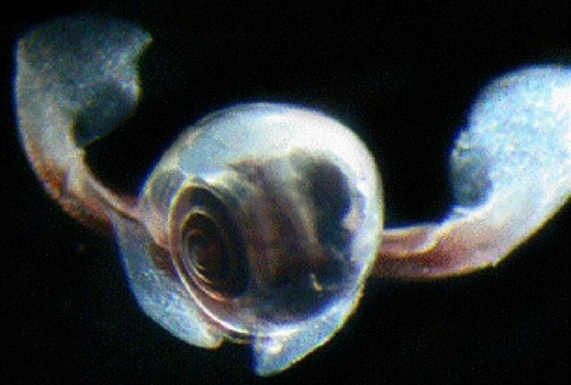 Loài ốc sên kỳ lạ bơi như bướm dưới đại dương