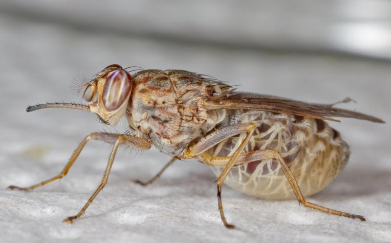 Loài ruồi nào nguy hiểm nhất hành tinh?
