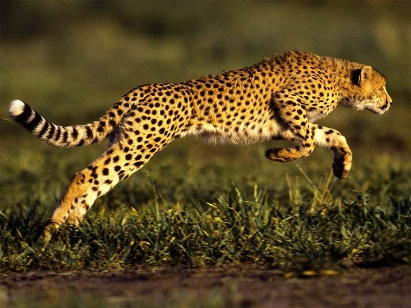 Báo- Loài vật chạy nhanh nhất thế giới