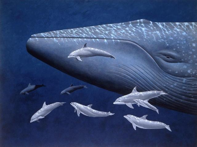 Cá voi xanh