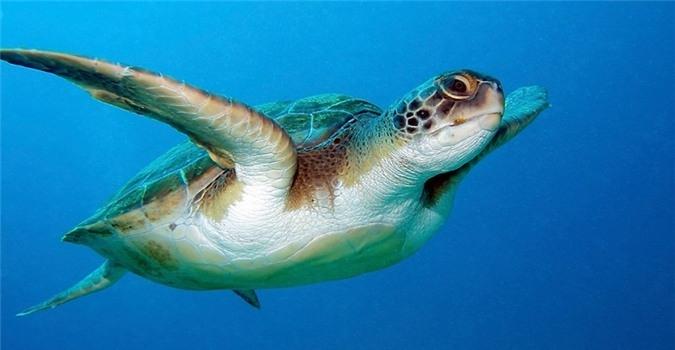 Rùa- động vật sống lâu nhất