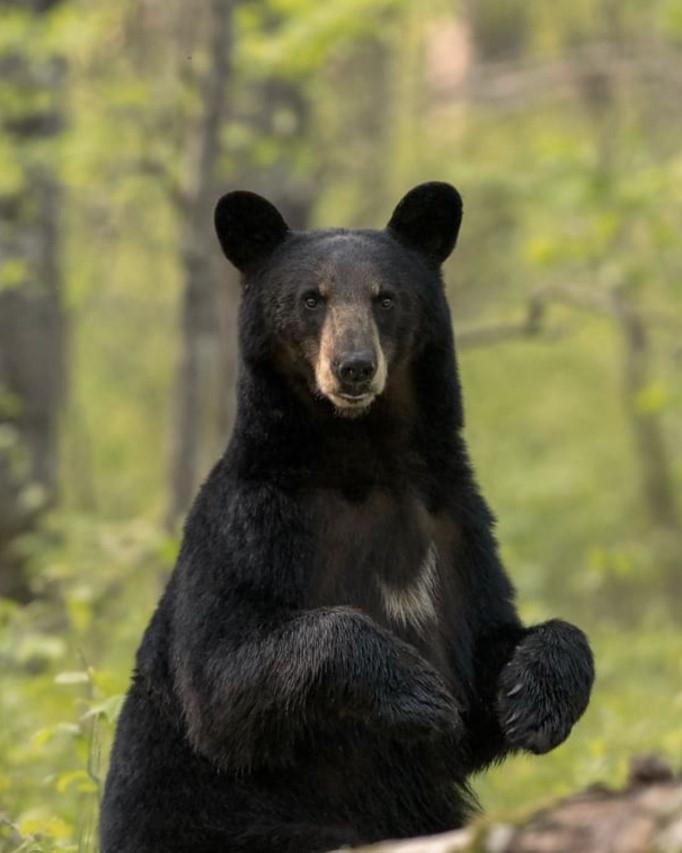Lối sống của gấu đen