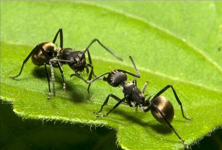 Lối sống khoa học của loài kiến