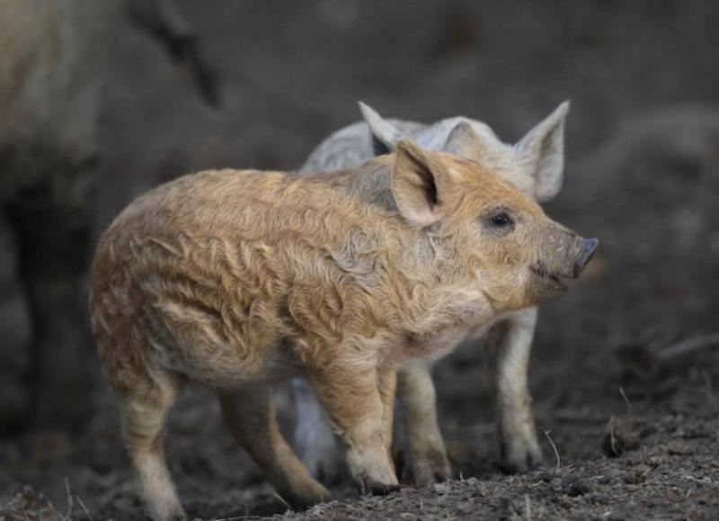 Lợn Mangalitsa