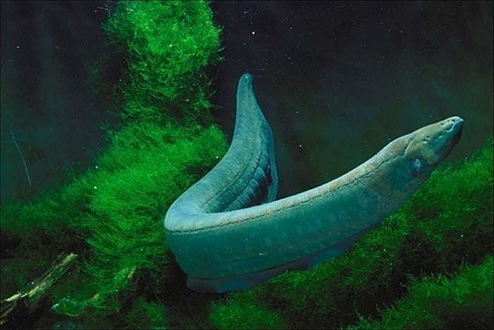 Thủy quái” lươn điện “siêu sát thủ”