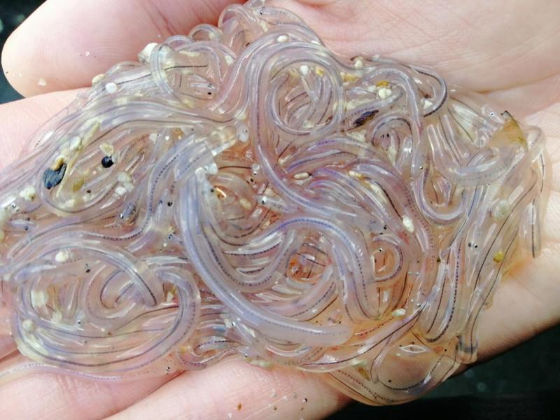 Lươn thủy tinh