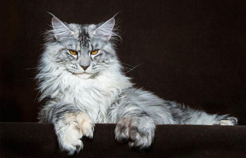 Giống mèo khổng lồ của Mỹ có giá khoảng 1000 USD