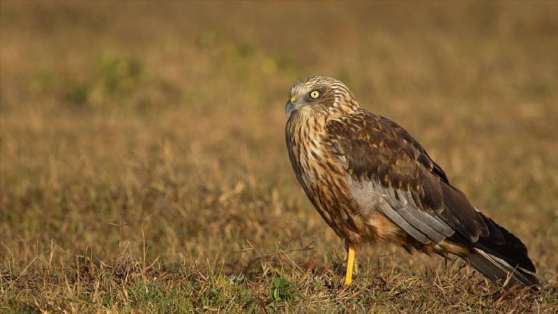 Marsh Harriers – Chim ưng đầm lầy