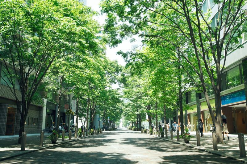 Marunouchi Naka-dori sở hữu con đường đẹp như truyện cổ tích