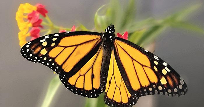 Màu sắc của bướm được tạo ra từ hàng nghìn vảy nhỏ li ti