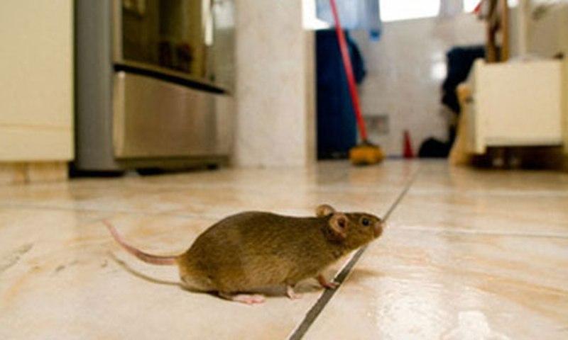 Máy đuổi chuột siêu âm Winnereco sẽ giúp nhà bạn luôn sạch sẽ