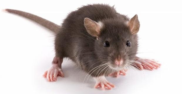 Chuột là loài vật mang mầm mống lây truyền các bệnh nguy hiểm đến cho con người.