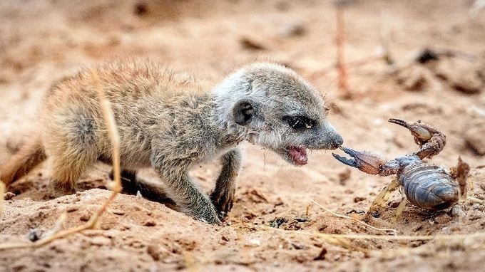Meerkat - Dạy con cách săn mồi