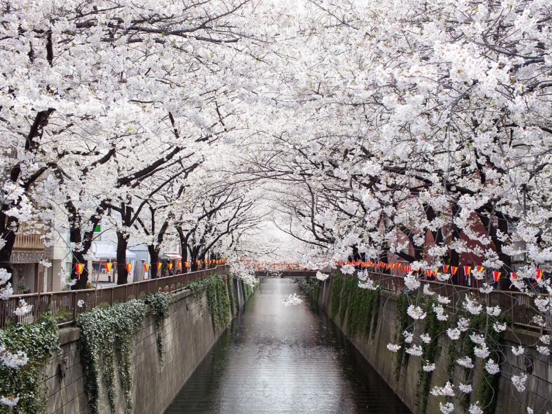 Meguro - Thiên đường hoa anh đào của Nhật Bản