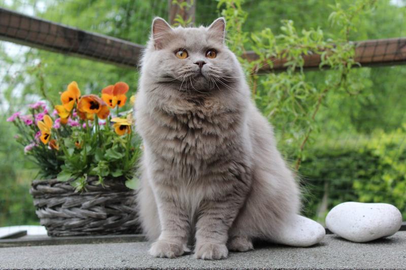 Mèo Anh lông dài có kích thước trung bình