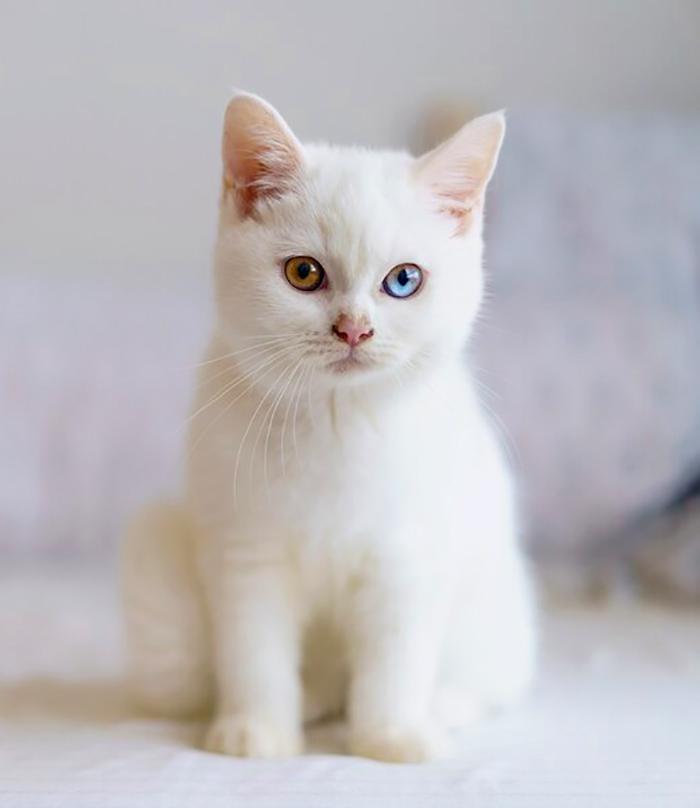 Mèo Anh lông ngắn thuần chủng - DatPham Cattery