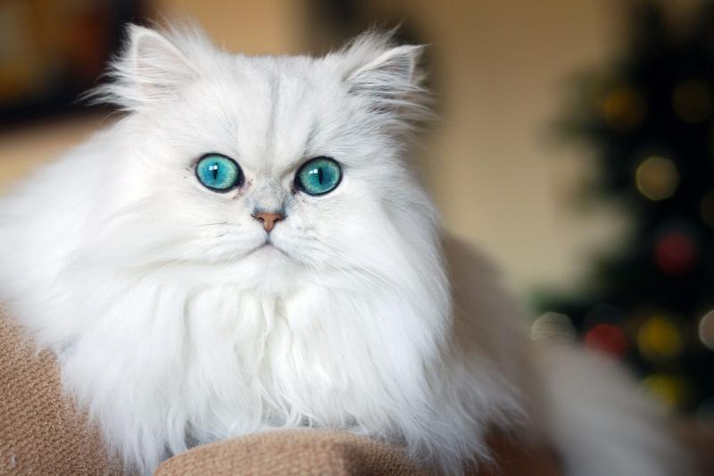 Mèo Ba Tư (Persian Longhair)