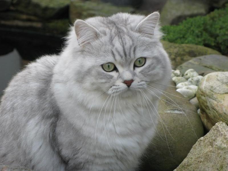 Một chú mèo lông dài Anh dạng chuẩn