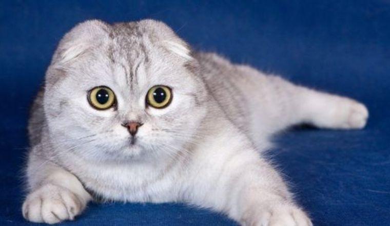 Mèo Scottish tai cụp (Scottish Fold)