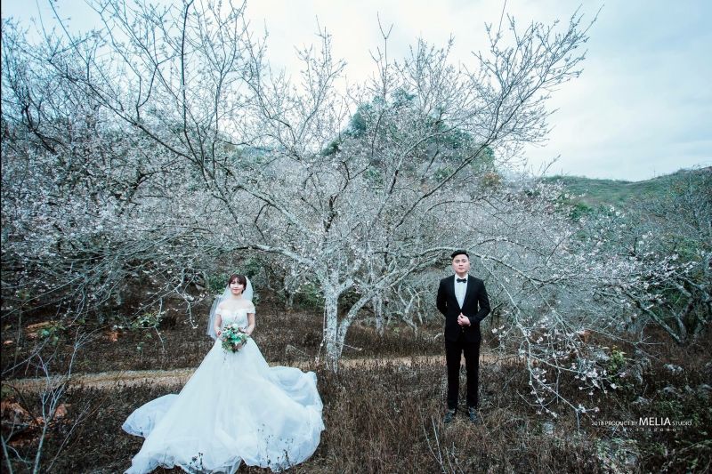 Chụp ảnh cưới ở Mộc Châu - Sơn La