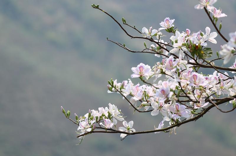 Mộc Châu: Tháng 3 – Hoa ban nở trắng trời