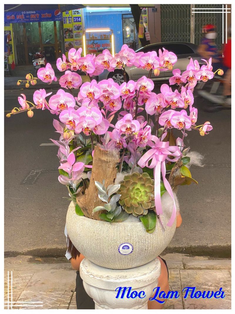 Mộc Lam Flower