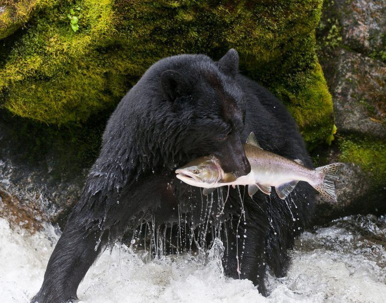 Mối quan hệ của gấu đen với các loài ăn thịt khác