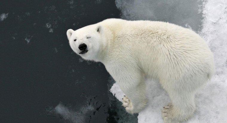 Mối quan hệ giữa gấu Bắc Cực và con người