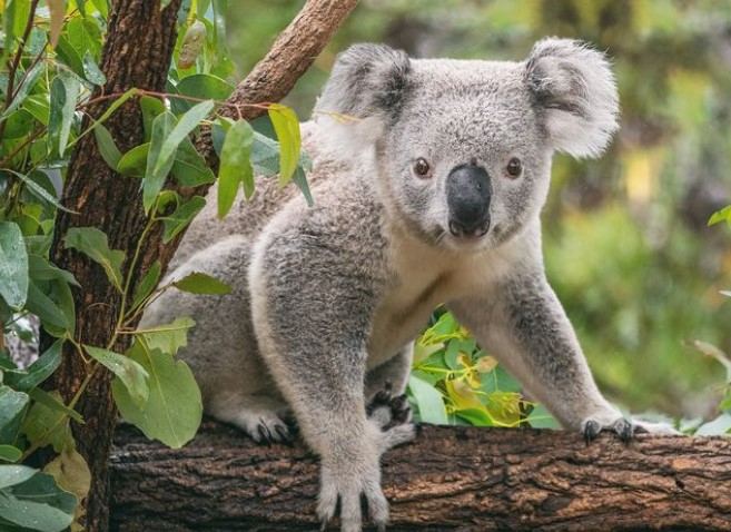 Môi trường sống của gấu Koala