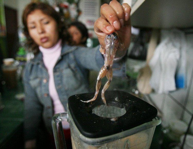 Món sinh tố ếch tươi sống – Peru