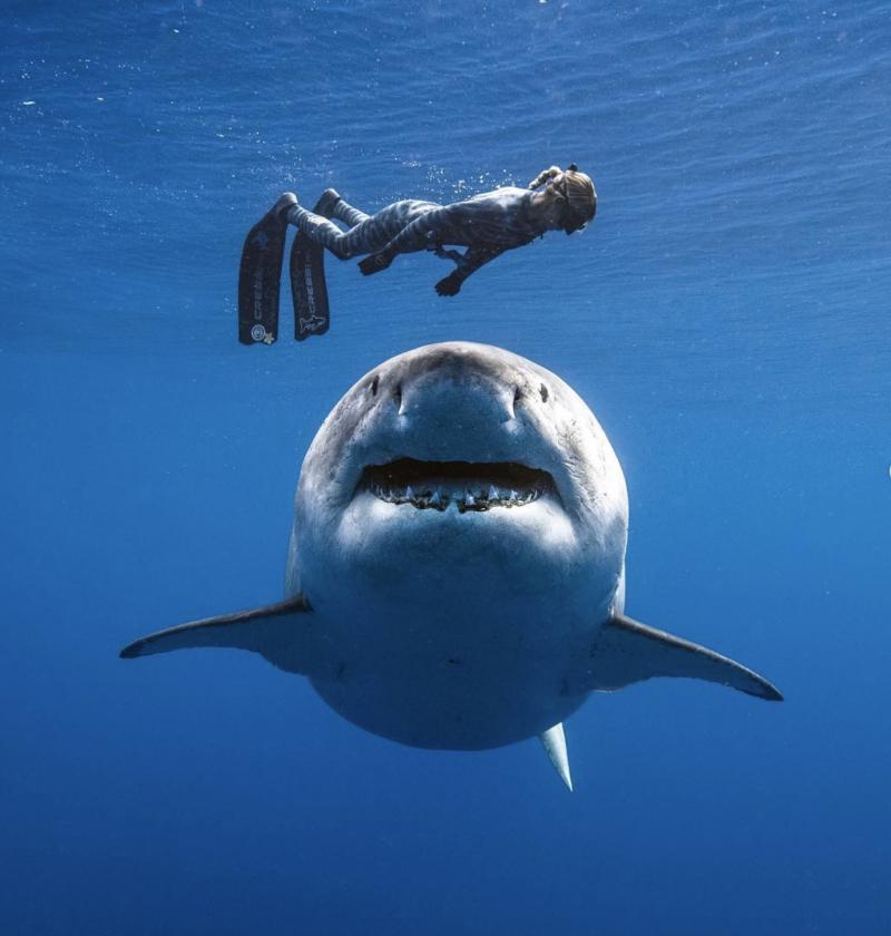 Người thợ nặn và chú cá mập trắng tại biển Hawaii