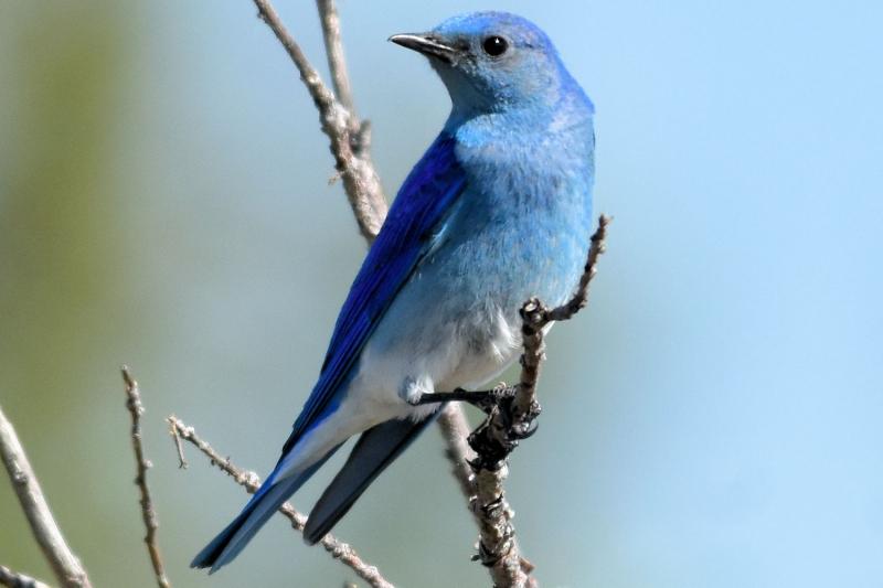 Chim Mountain Bluebird