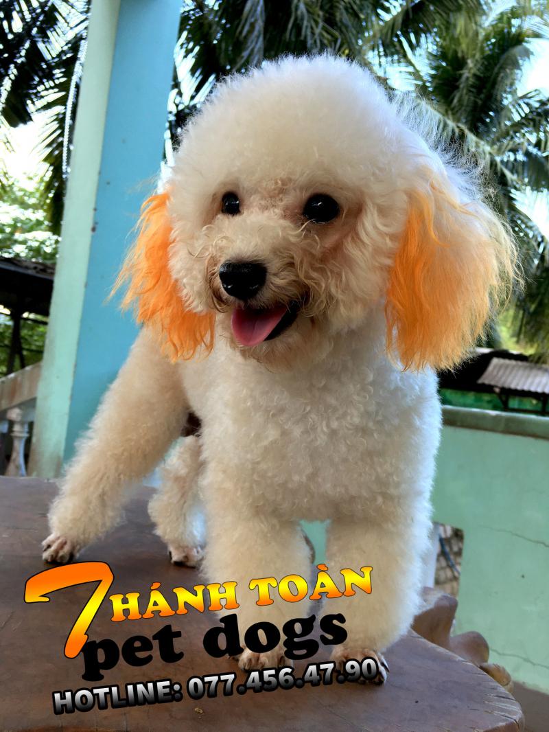 Mua Bán Chó Con - Nha Trang