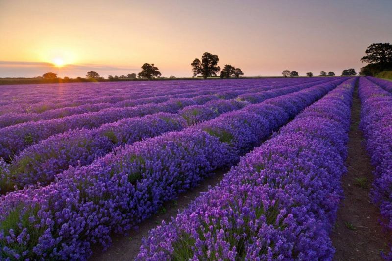 Cánh đồng Lavender ở Đà Lạt