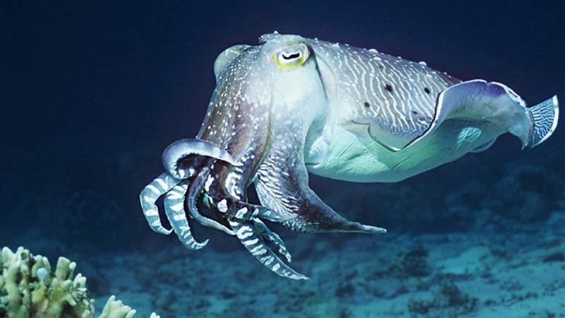 Mực nang (Cuttlefish) – Kỹ năng thôi miên
